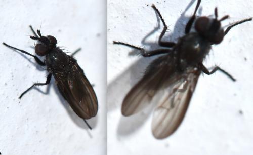 Phorbia sp.